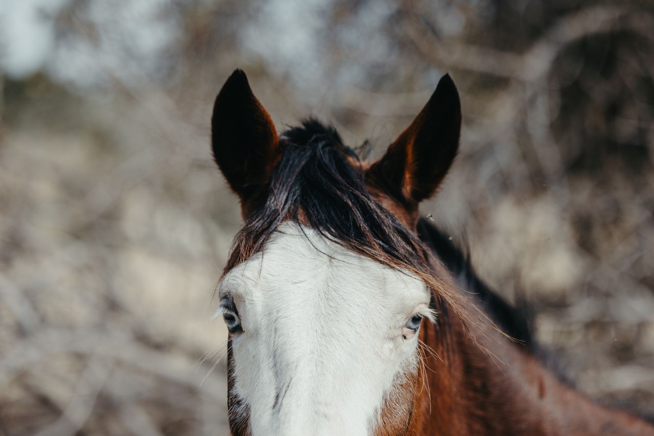 Captivating close-up of a horses face with unique white and chestnut pattern.