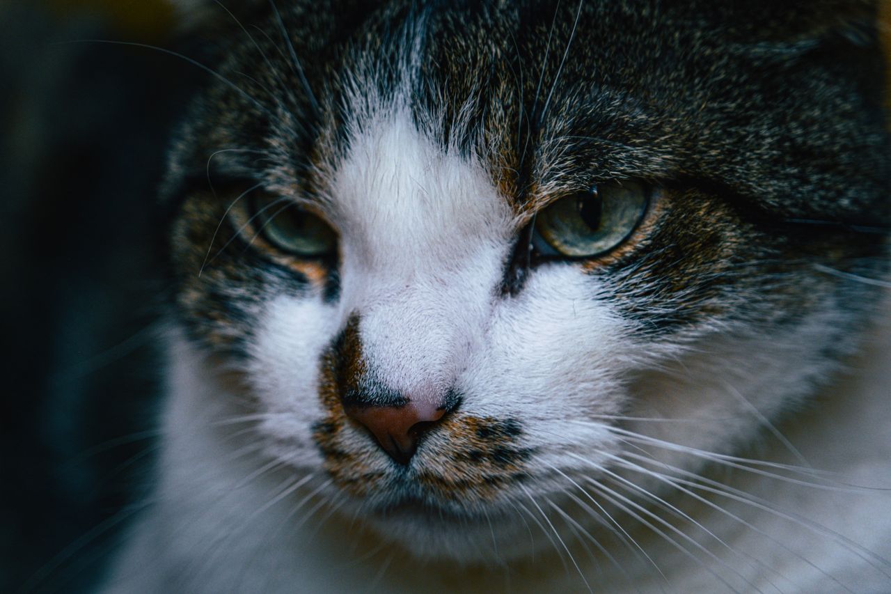 A detailed close-up portrait of a cats face highlighting its intense gaze and whiskers.