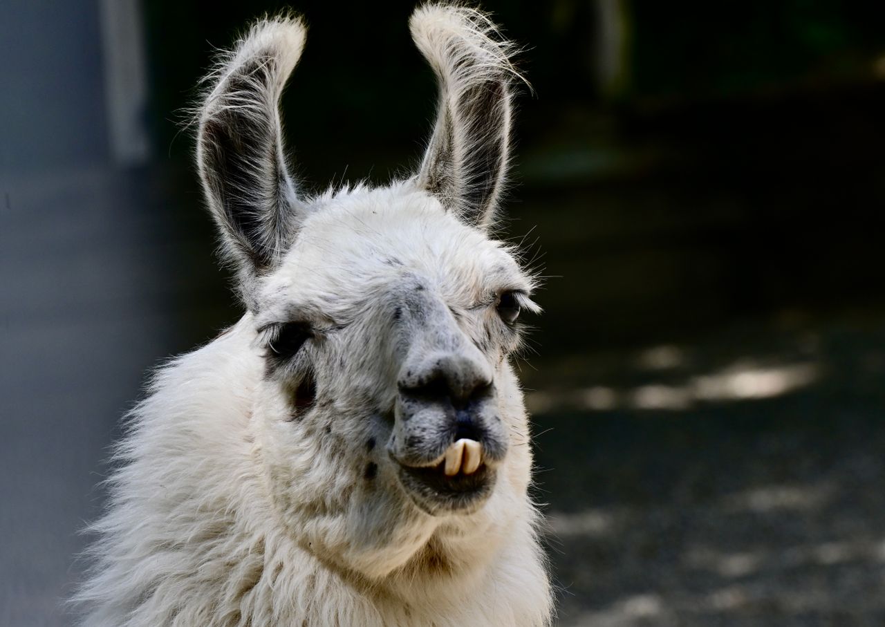 A detailed close-up photo of a fluffy white llama outdoors showcasing its unique facial features.