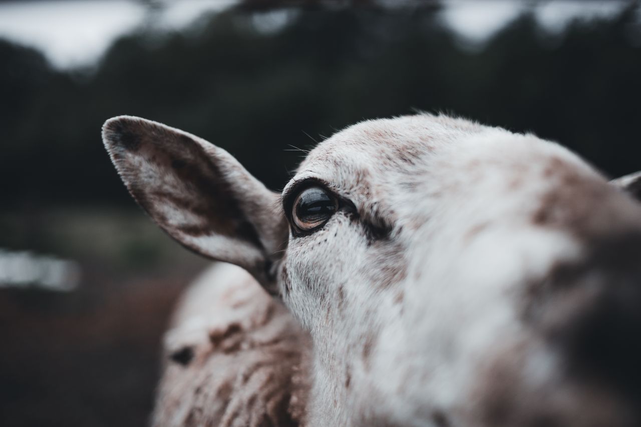 Intriguing close-up of a sheeps eye, capturing detail and texture.