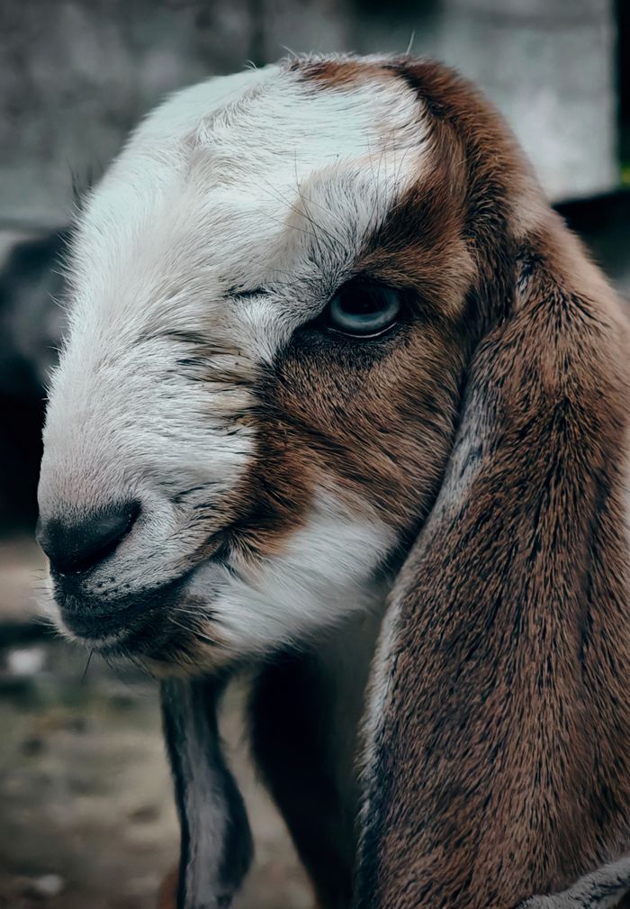 Charming close-up of a brown and white baby goat with detailed texture captured outdoors in KL, India.