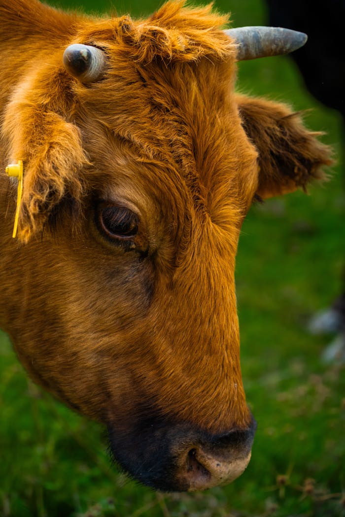 Detailed shot of a brown cow grazing in a lush green pasture, showcasing farm life.