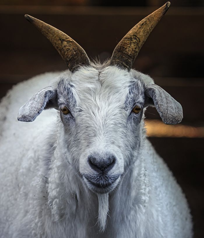 A detailed close-up portrait of a goat showcasing its intricate fur and strong horns.