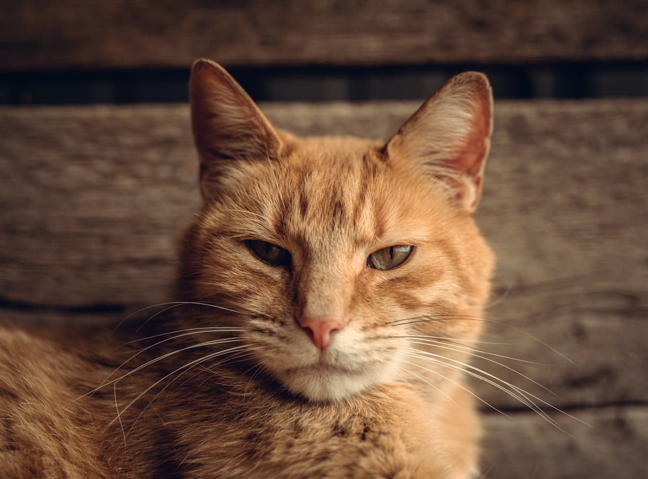 Adorable orange tabby cat lounging indoors, capturing its serene expression in a close-up shot.