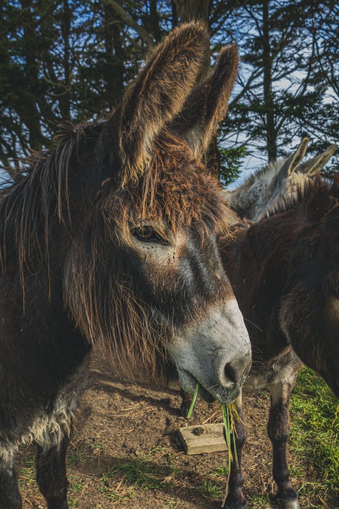 A detailed close-up of a donkey eating grass in a natural outdoor setting.