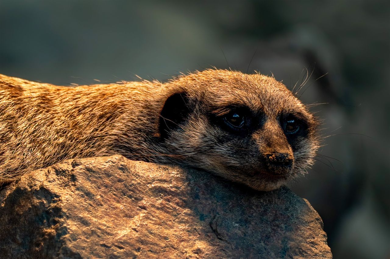Adorable meerkat resting on a rock, captured in serene natural light.