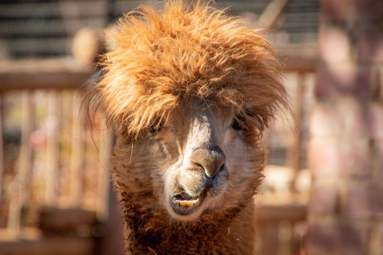 Close-up portrait of a cute alpaca with fluffy fur in a sunny farm environment.